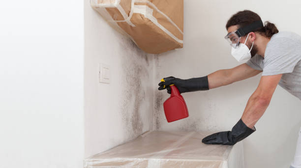 Professional Basement Mold Removal technician working in Smithfield, VA