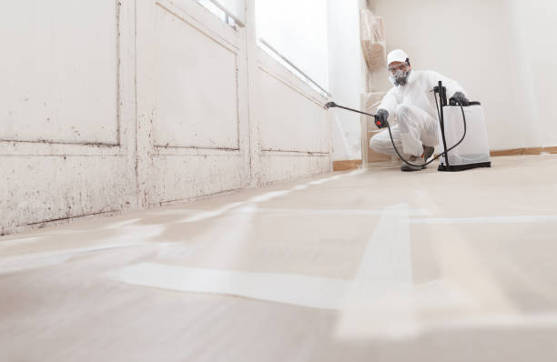 24/7 Emergency Basement Mold Removal experts in Smithfield, VA
