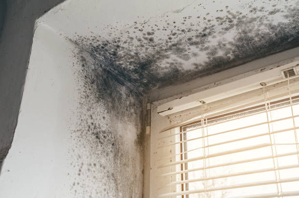 Affordable Basement Mold Removal solutions in Smithfield, VA