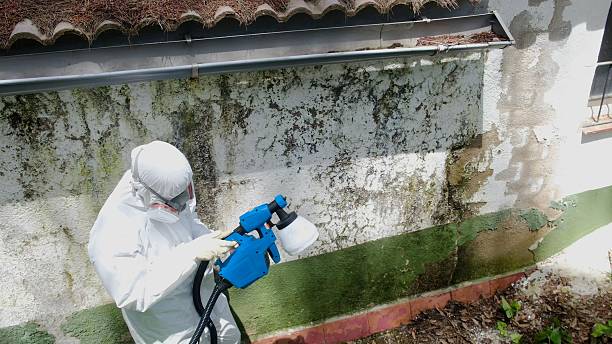 Top rated local Basement Mold Removal specialists in Smithfield, VA